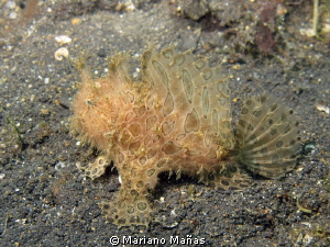 Hairy Frogfish by Mariano Mañas 